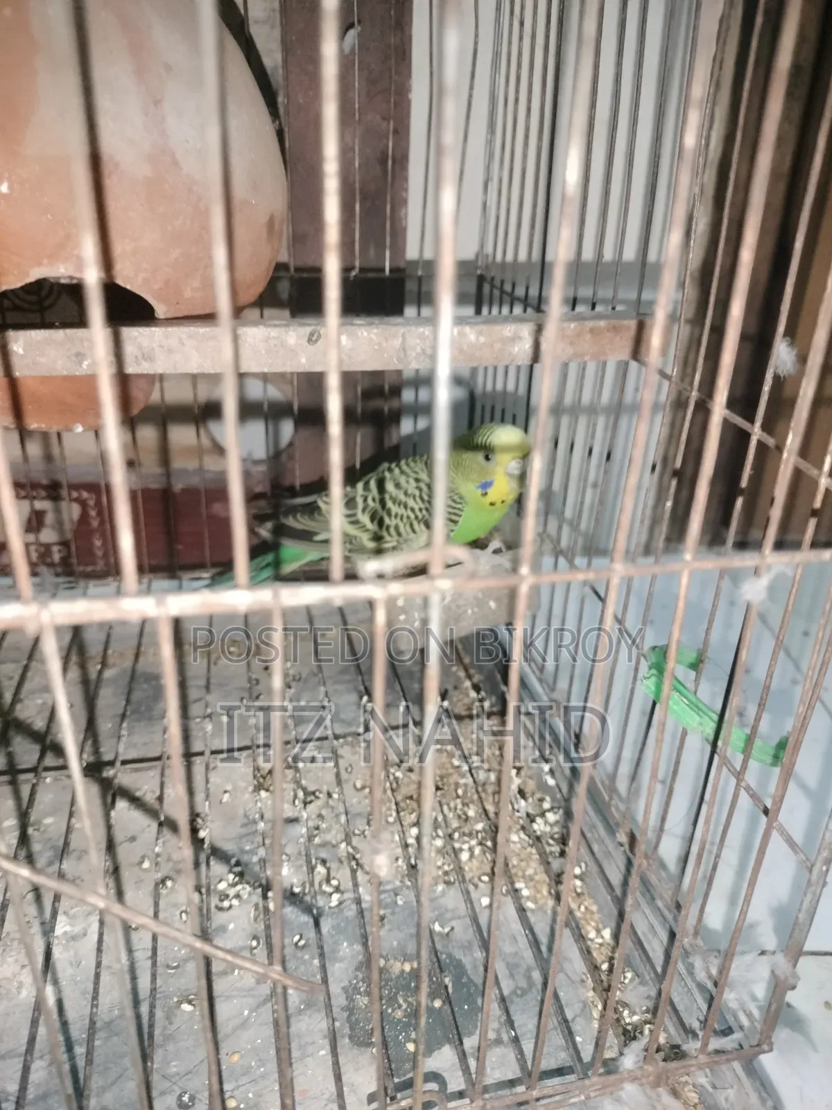 বাজরিগার