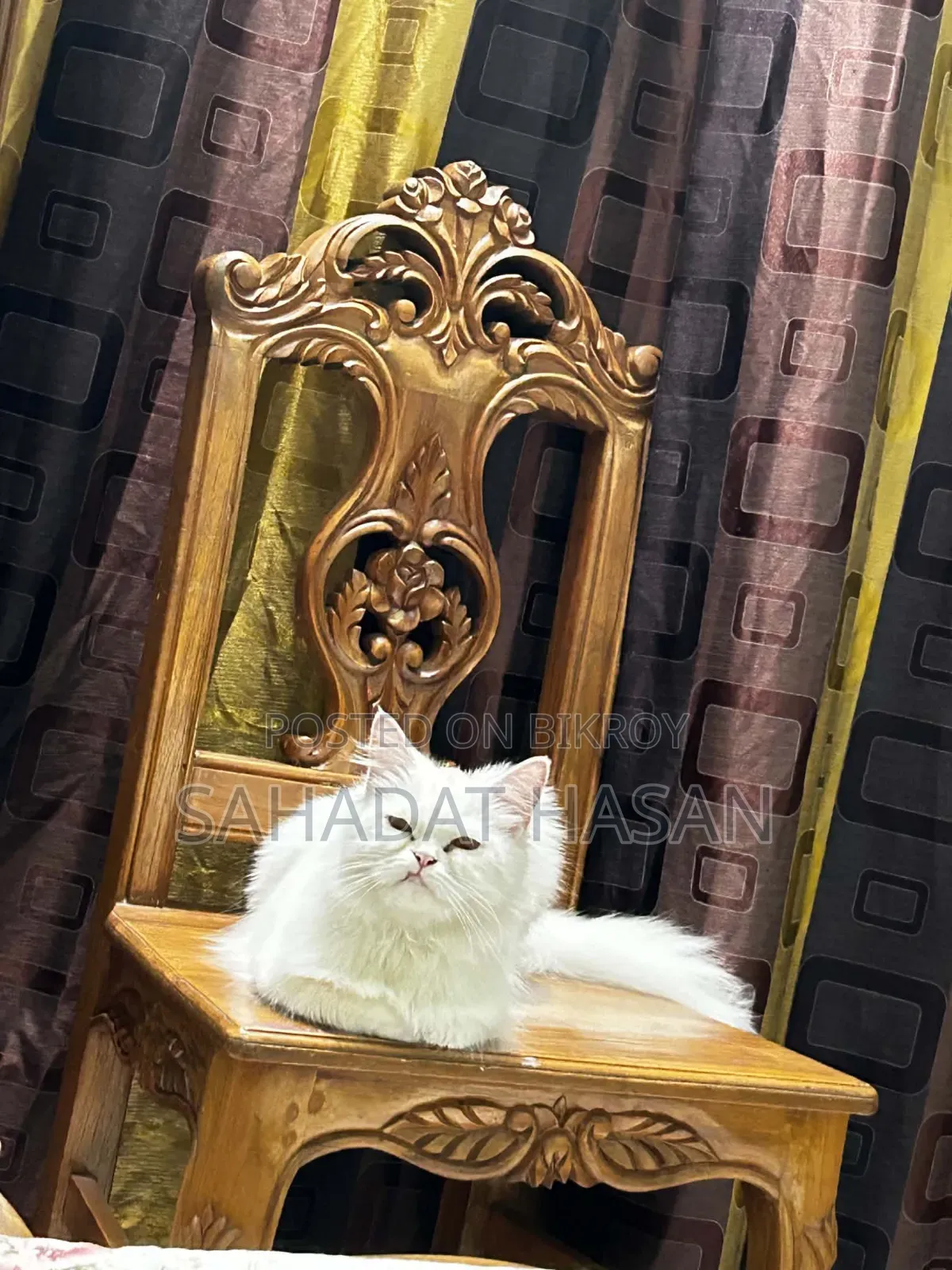 6-12 months Female Purebred Persian