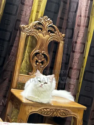 6-12 months Female Purebred Persian