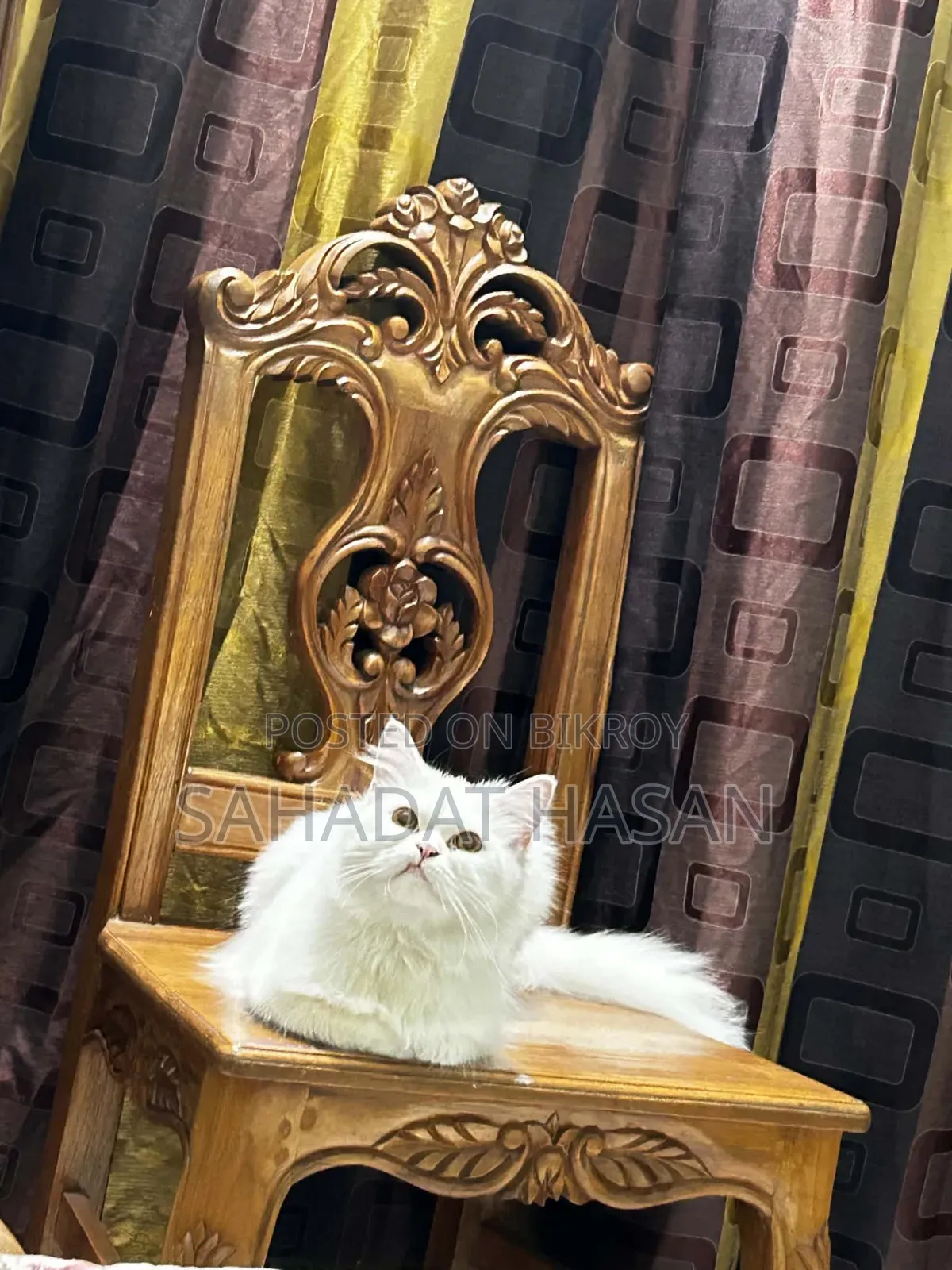 6-12 months Female Purebred Persian