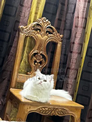 6-12 months Female Purebred Persian