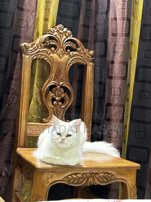 6-12 months Female Purebred Persian
