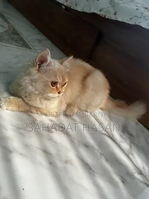 6-12 months Female Purebred Persian