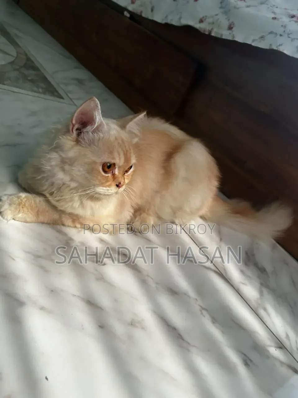 6-12 months Female Purebred Persian