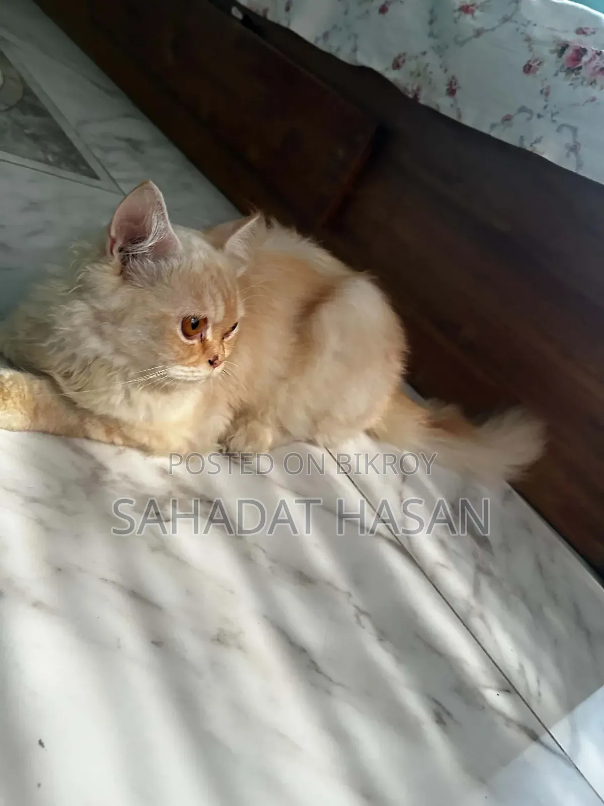 6-12 months Female Purebred Persian