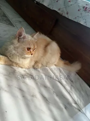 6-12 months Female Purebred Persian