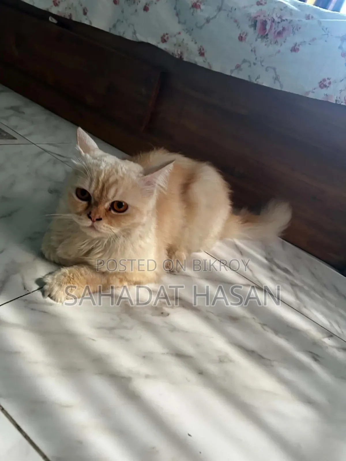 6-12 months Female Purebred Persian
