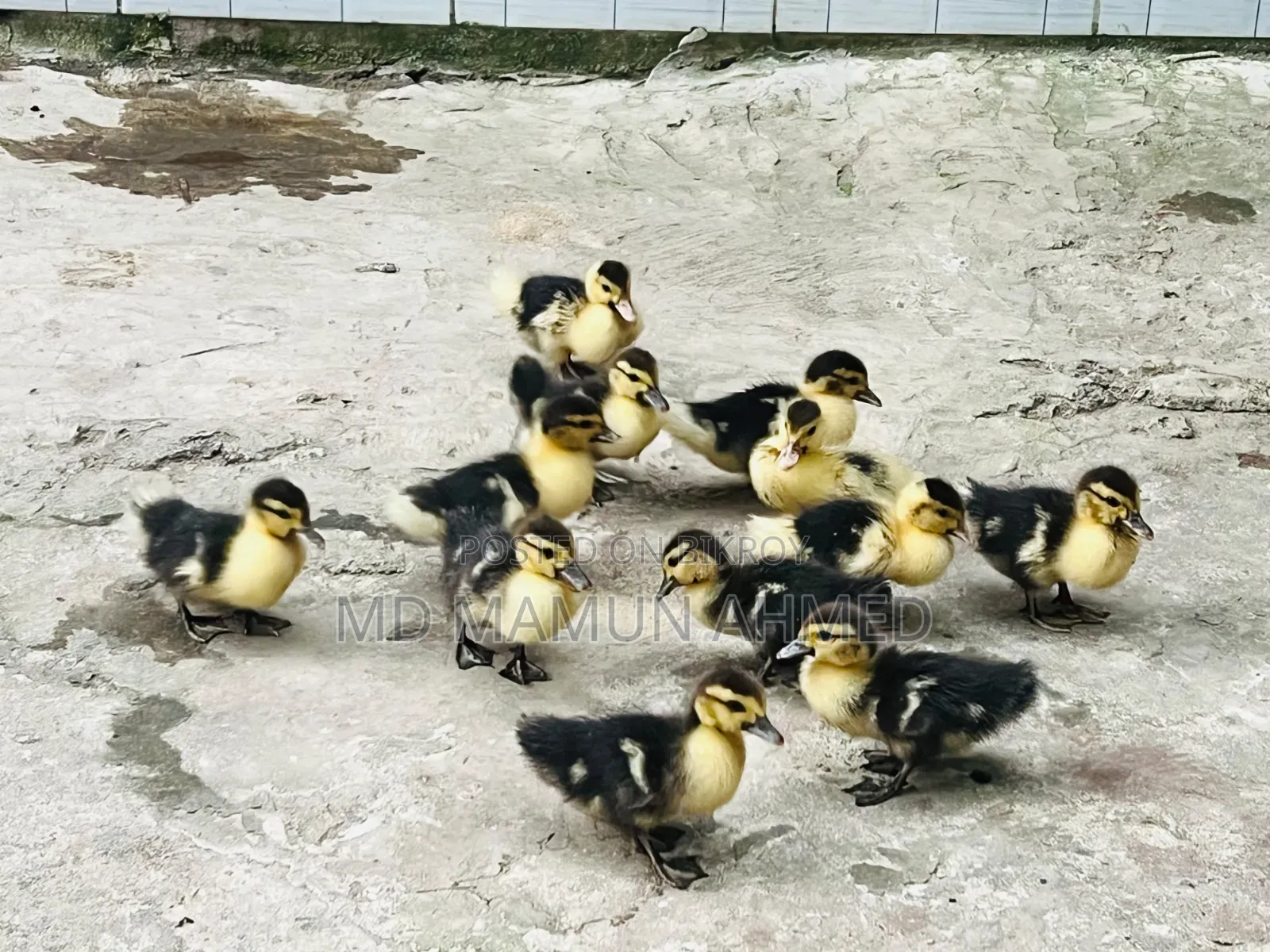 Muscovy Duck Ducklings