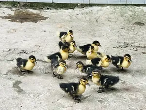 Muscovy Duck Ducklings