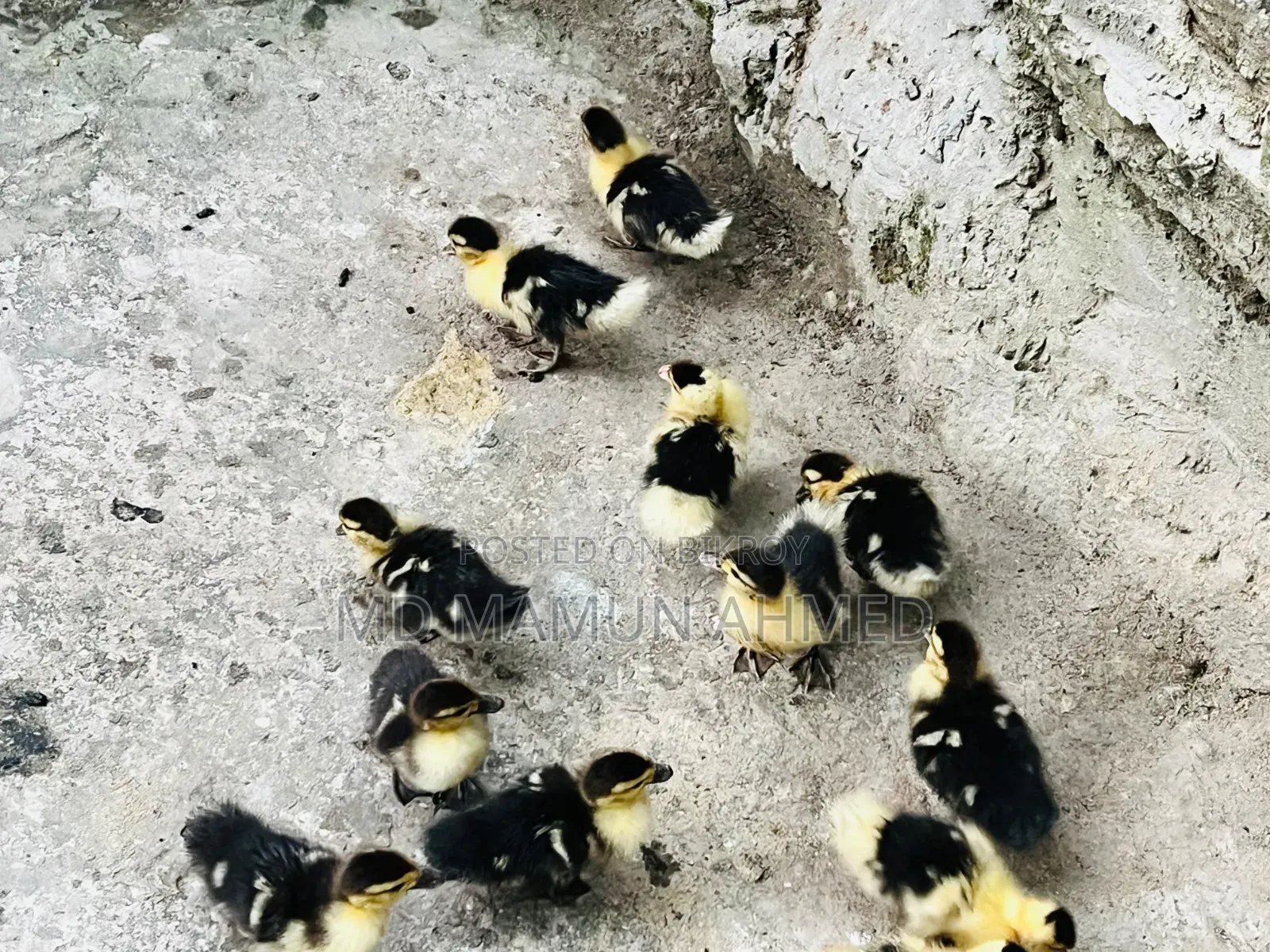 Muscovy Duck Ducklings