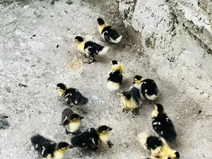 Muscovy Duck Ducklings
