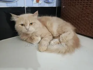 1+ year Female Purebred Persian
