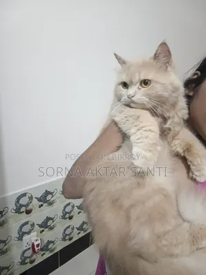 ১+ বছর বয়সী ফিমেল পিউরব্রেড পার্সিয়ান