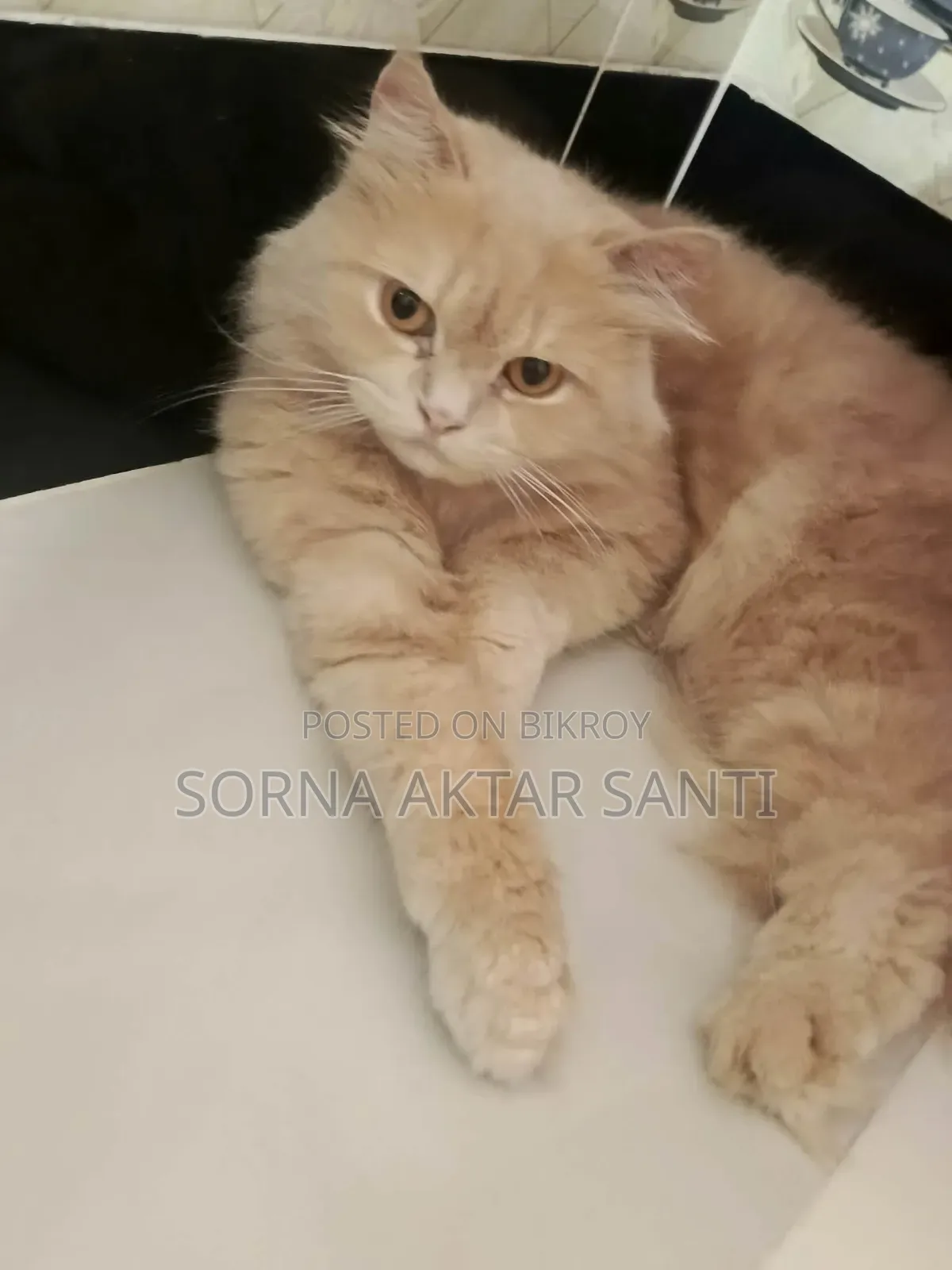 ১+ বছর বয়সী ফিমেল পিউরব্রেড পার্সিয়ান