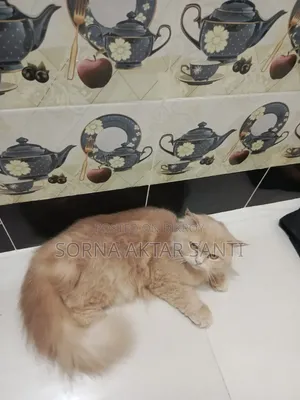 ১+ বছর বয়সী ফিমেল পিউরব্রেড পার্সিয়ান