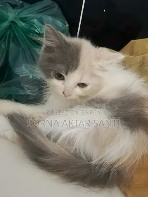 1-3 months Female Purebred Persian