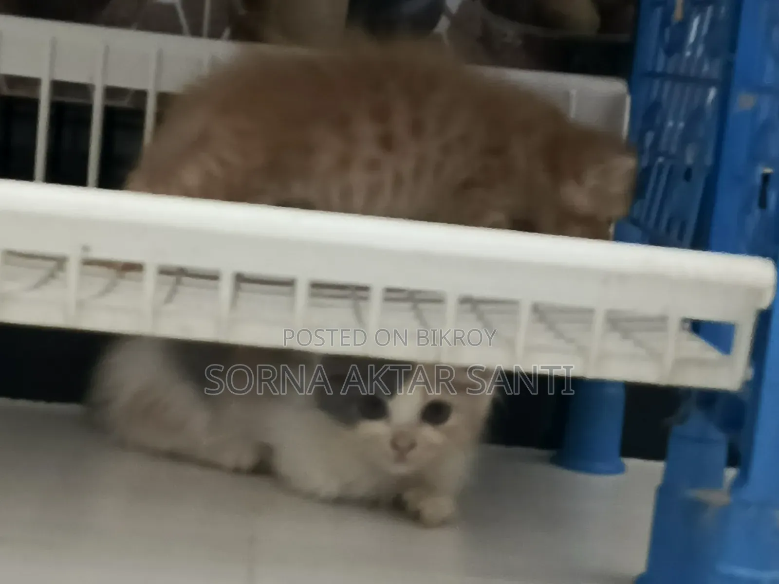 1-3 months Female Purebred Persian