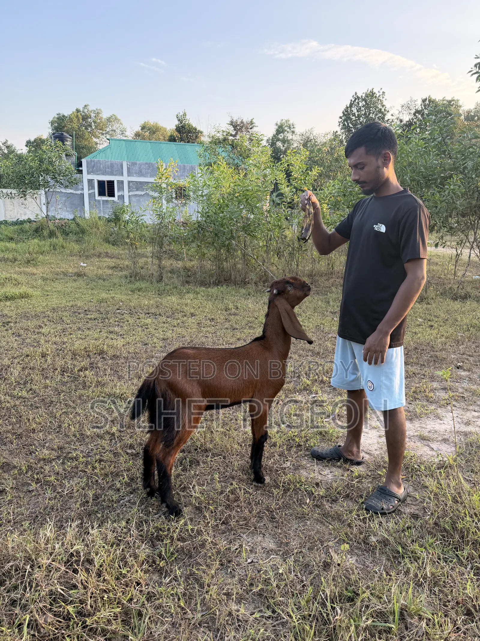 গাভিন বিটল ছাগি ও খাসি বাচ্চা