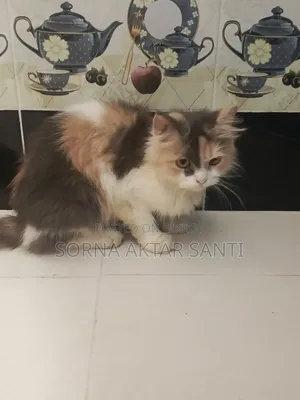 6-12 months Female Purebred Persian