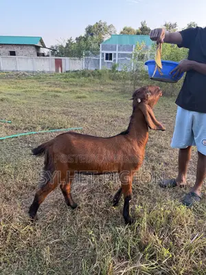 গাভিন বিটল ছাগি ও খাসি বাচ্চা