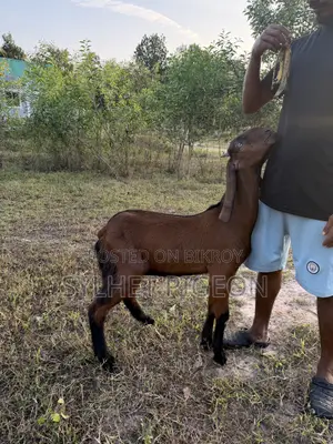 গাভিন বিটল ছাগি ও খাসি বাচ্চা