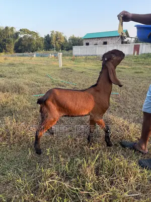 গাভিন বিটল ছাগি ও খাসি বাচ্চা