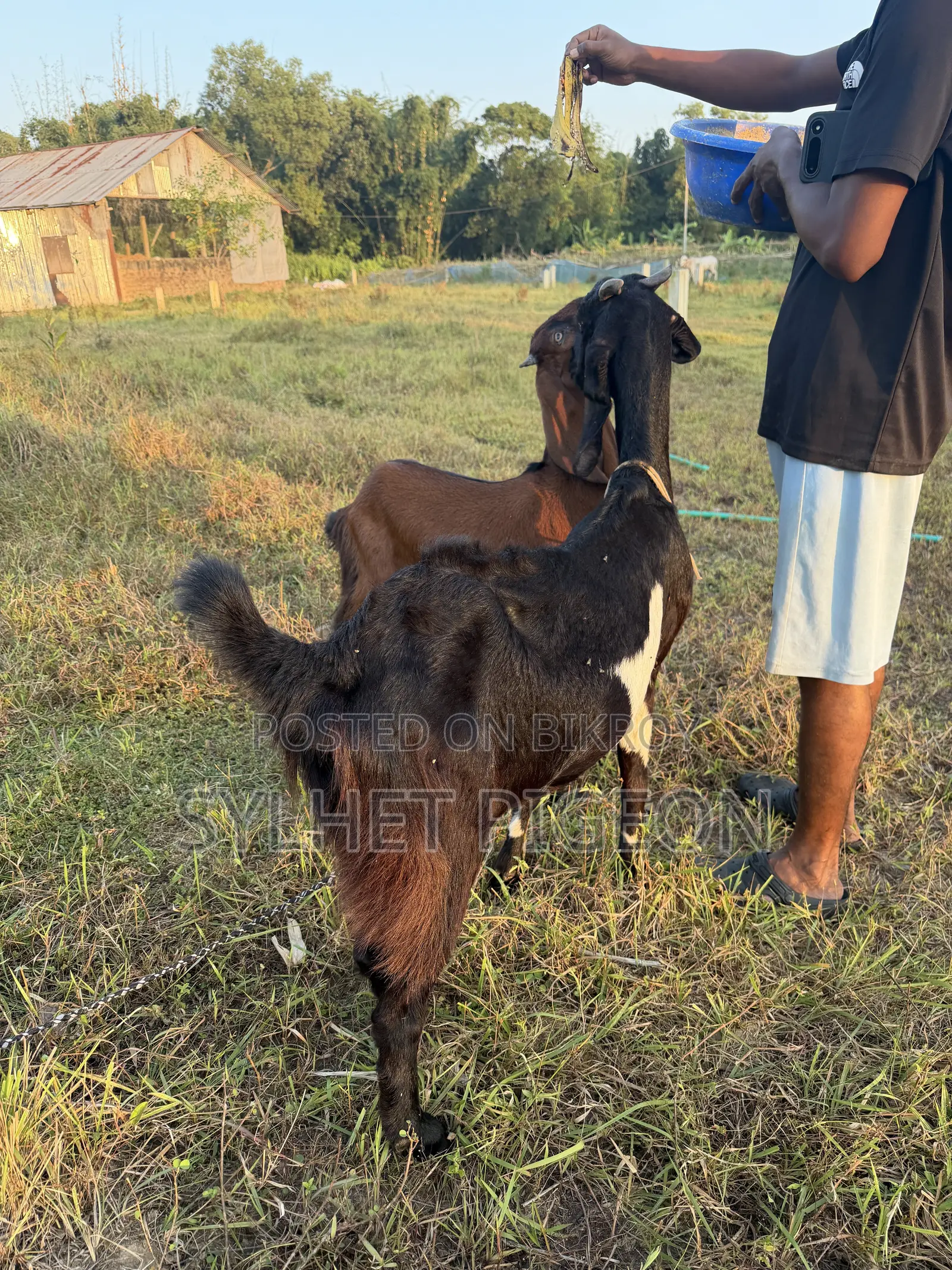 গাভিন বিটল ছাগি ও খাসি বাচ্চা