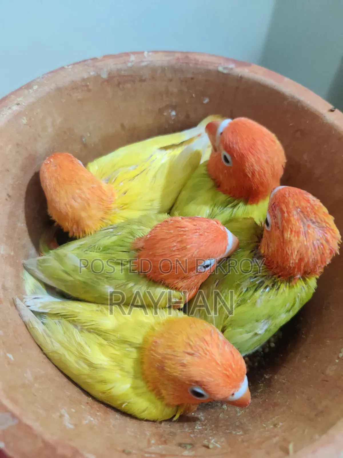 লাভবার্ডস টেম সাইজ বেবি