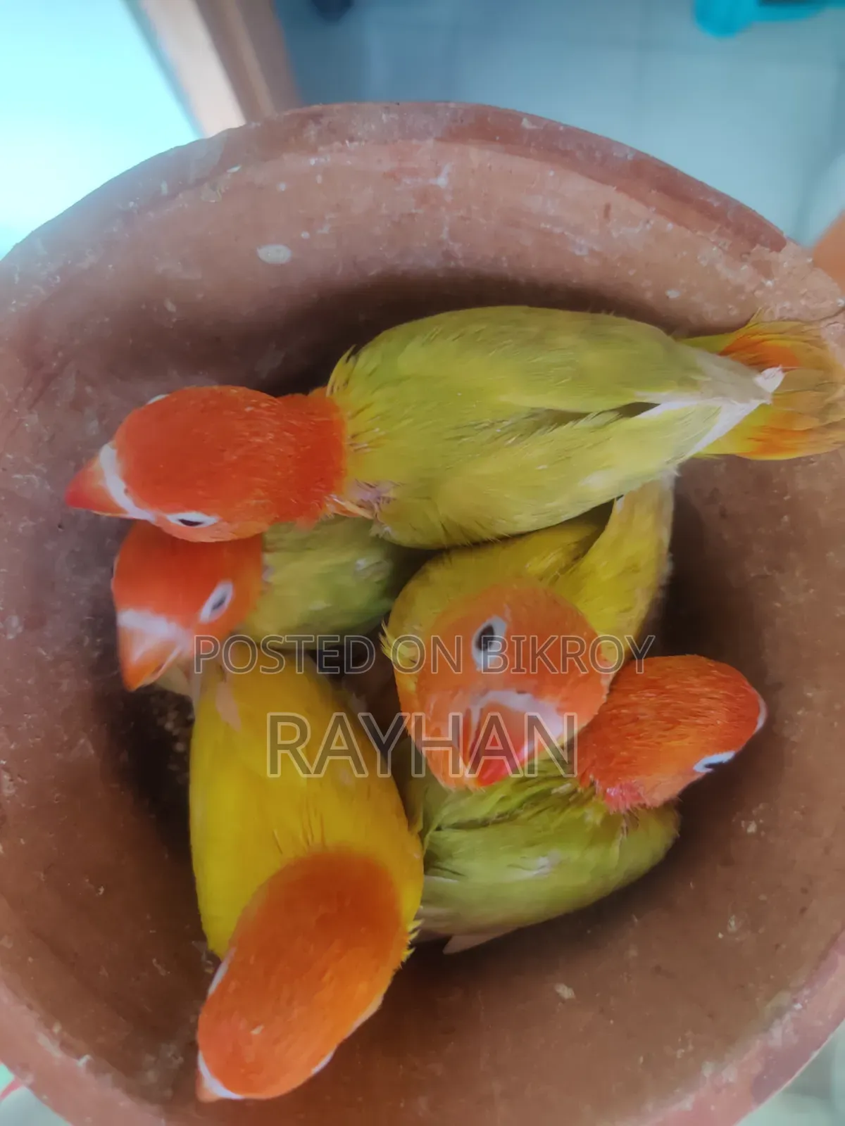 লাভবার্ডস টেম সাইজ বেবি