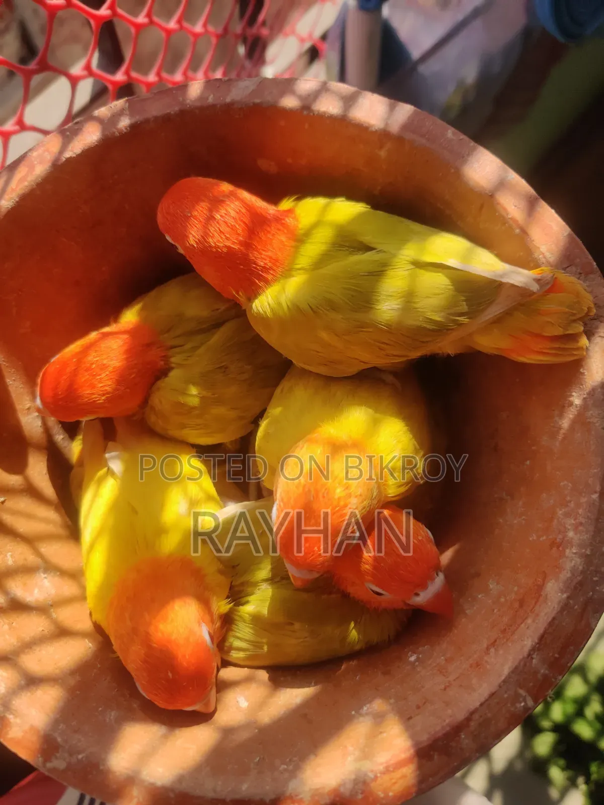 লাভবার্ডস টেম সাইজ বেবি