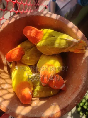 লাভবার্ডস টেম সাইজ বেবি