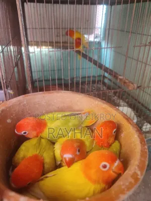 লাভবার্ডস টেম সাইজ বেবি