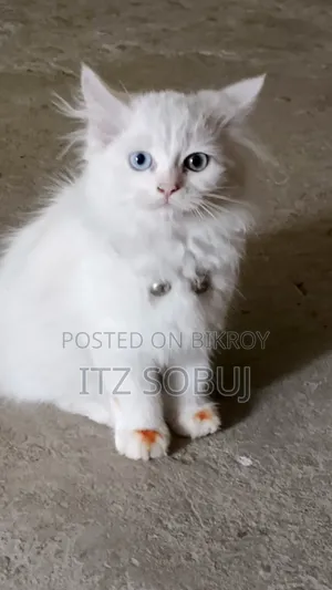 1-3 months Male Mixed Breed Persian