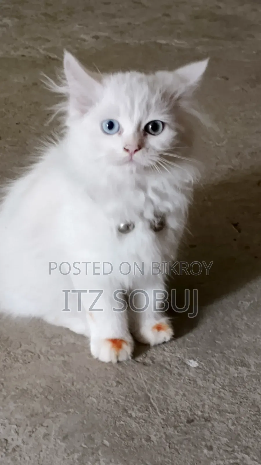 1-3 months Male Mixed Breed Persian