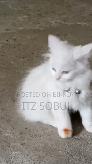 1-3 months Male Mixed Breed Persian