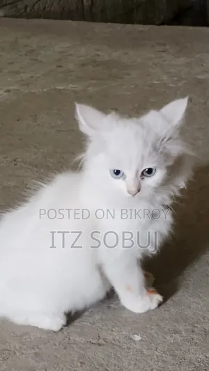 1-3 months Male Mixed Breed Persian