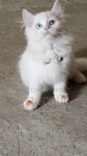 1-3 months Male Mixed Breed Persian