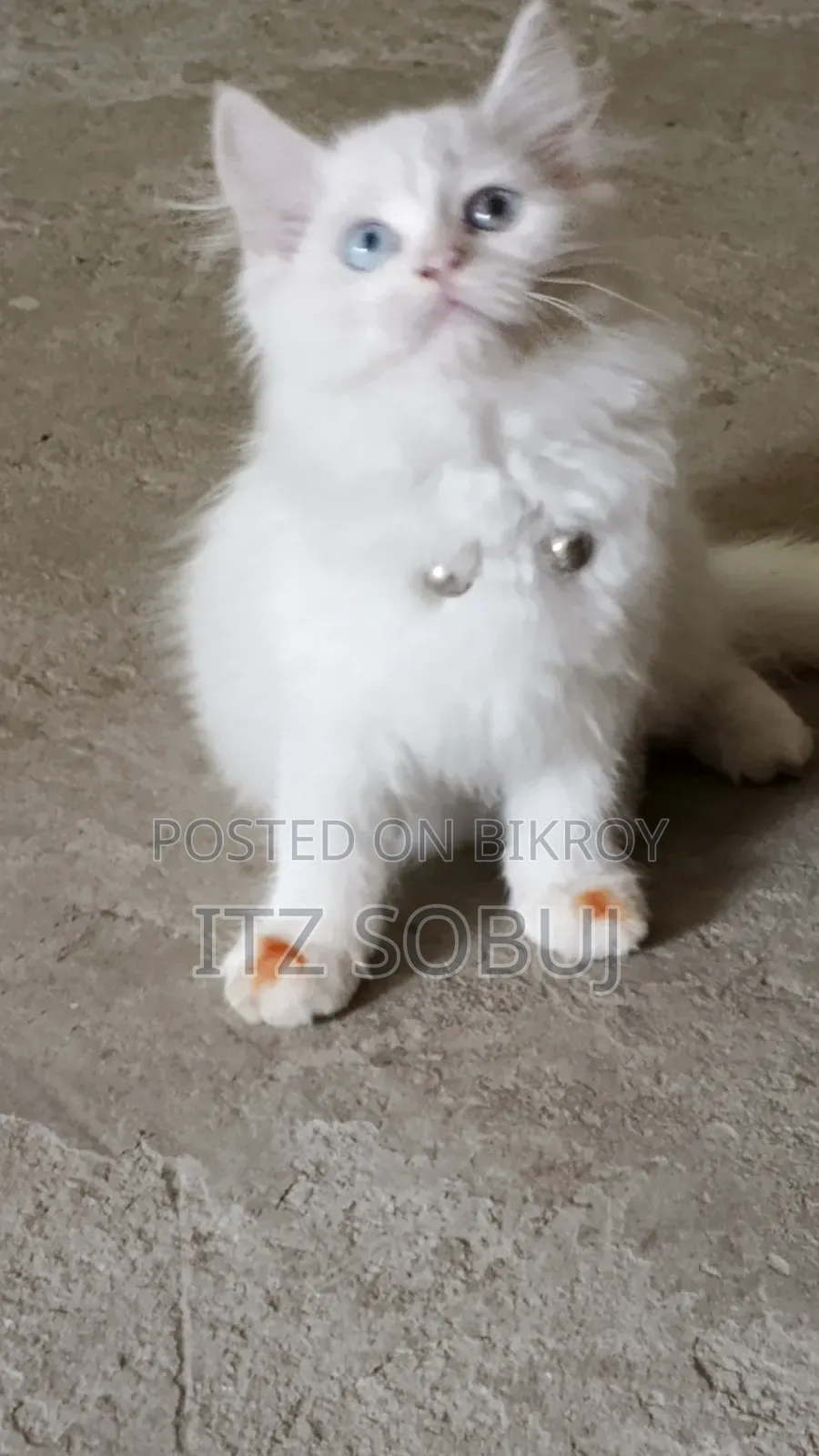 1-3 months Male Mixed Breed Persian