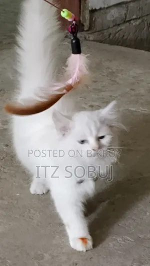1-3 months Male Mixed Breed Persian