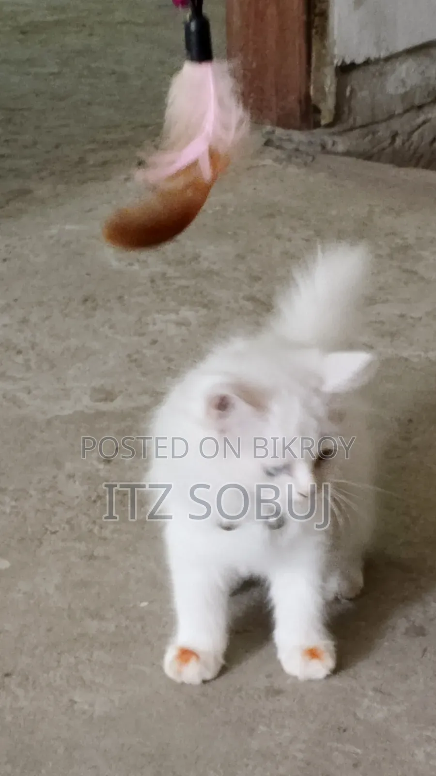 1-3 months Male Mixed Breed Persian