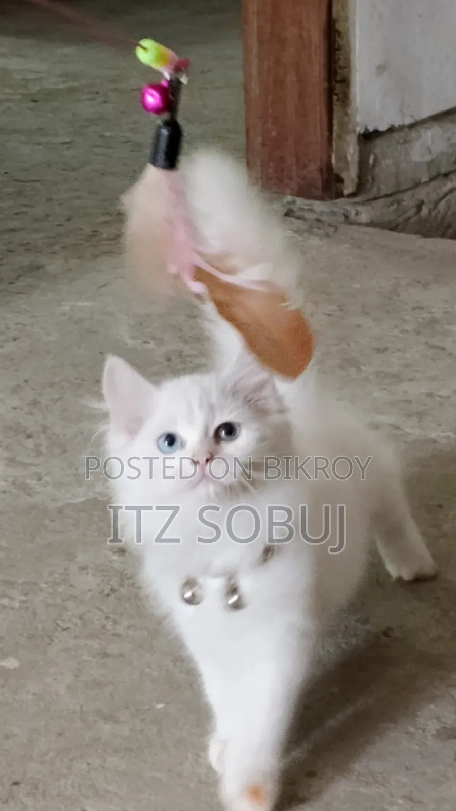 1-3 months Male Mixed Breed Persian