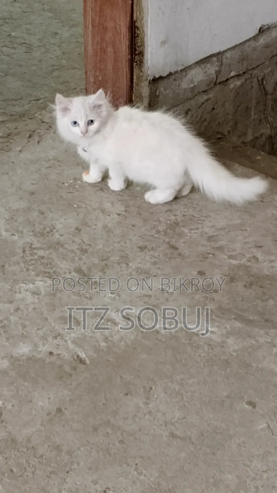 1-3 months Male Mixed Breed Persian