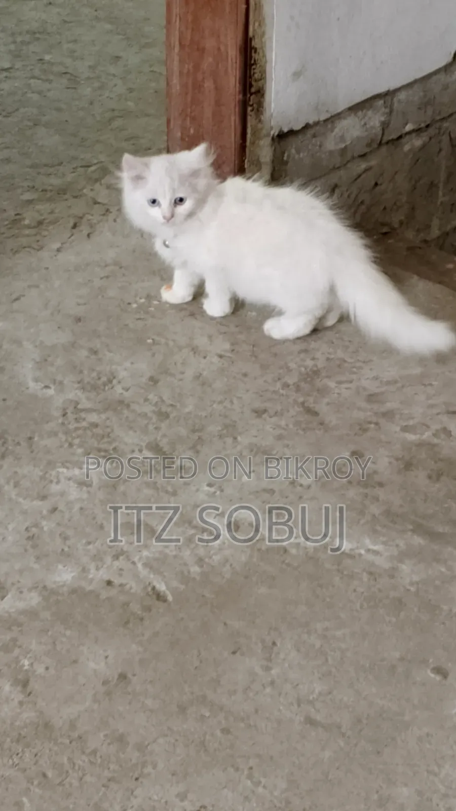 1-3 months Male Mixed Breed Persian