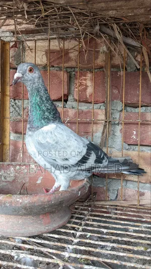 Grizzle Racer Male
