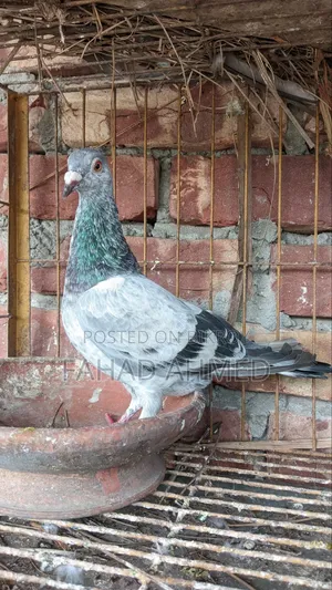 Grizzle Racer Male