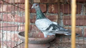 Grizzle Racer Male