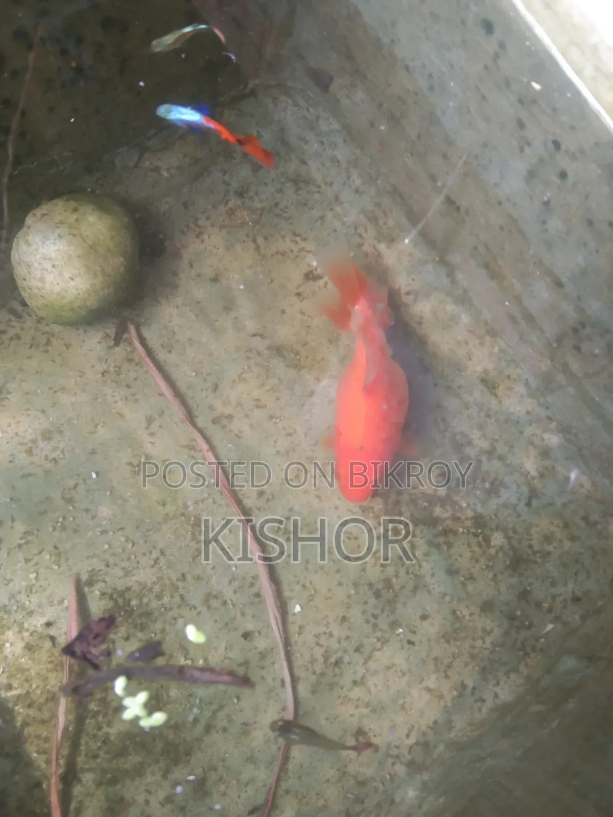 অনেক সুন্দর দুটি গোল্ড ফিস
