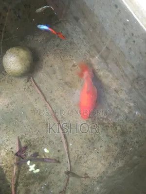 অনেক সুন্দর দুটি গোল্ড ফিস