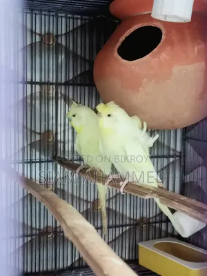 Japanese Budgerigar Double Flower