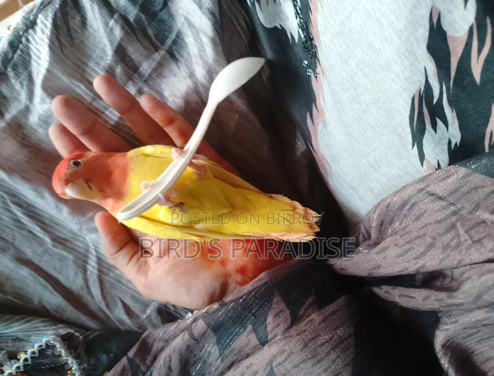 পوس মানানো লাভ বার্ড